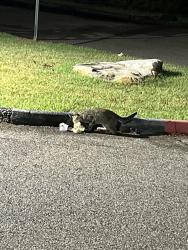 Found/Stray Female Cat last seen Massey at Prince Edward / on Temple Israel campus, Memphis, TN 38120