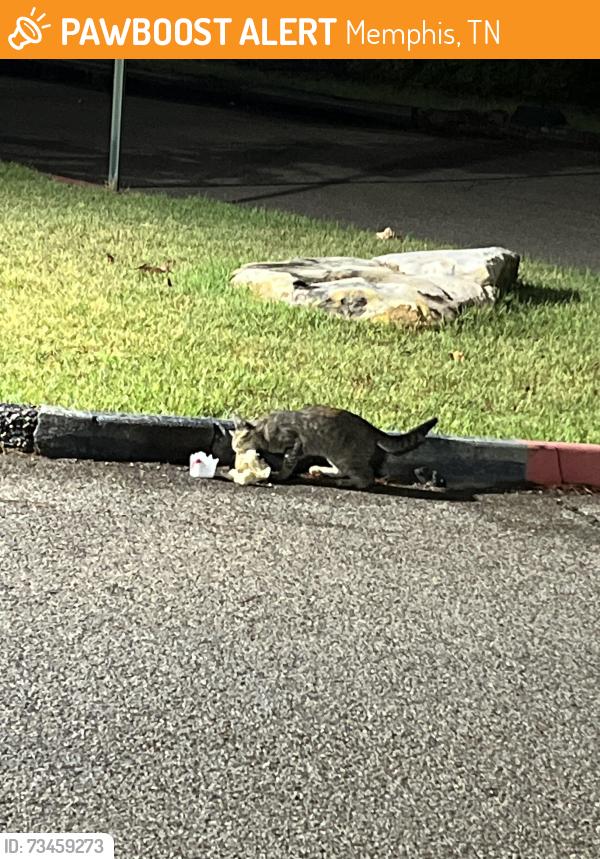 Found/Stray Female Cat last seen Massey at Prince Edward / on Temple Israel campus, Memphis, TN 38120
