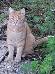 Reunited Unknown Cat last seen Daunet Ave and RinconStreet, Simi Valley, CA 93065