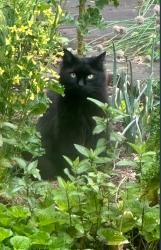 Lost Male Cat last seen Cobbs Rd, West Hartford, CT 06119