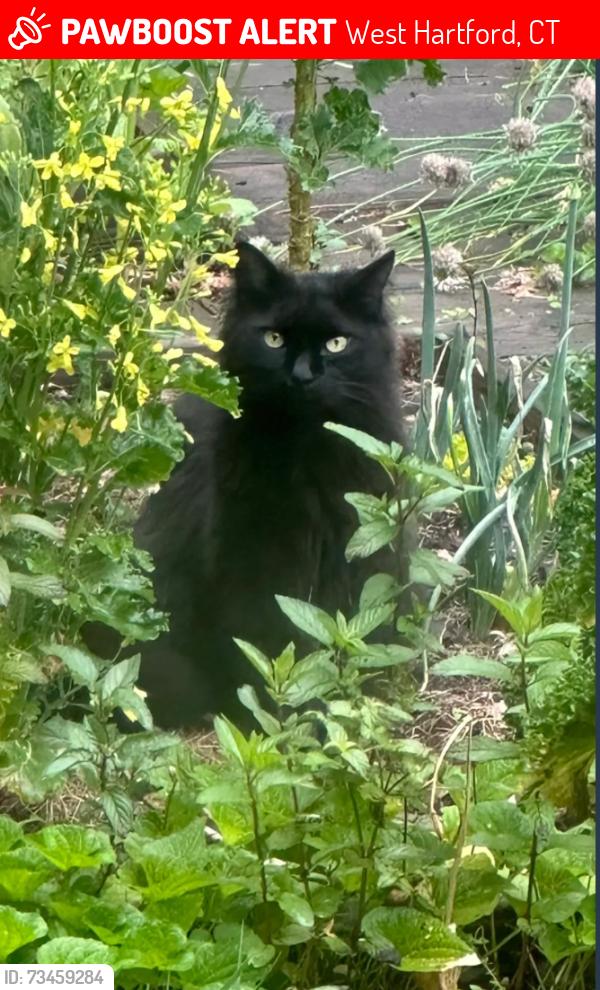 Lost Male Cat last seen Cobbs Rd, West Hartford, CT 06119