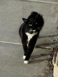 Found/Stray Unknown Cat last seen Rudd Road and Sunrise, Vista, CA 92084
