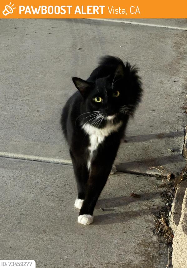 Found/Stray Unknown Cat last seen Rudd Road and Sunrise, Vista, CA 92084