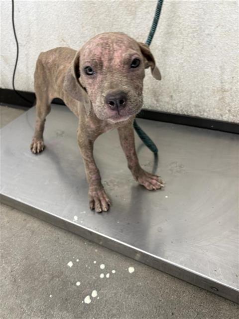 Shelter Stray Female Dog last seen Near BLOCK E HEDGES AVE, FRESNO CA 93703, 5277 E Airways Blvd, Fresno, CA 93727, USA