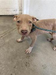Shelter Stray Male Dog last seen Near BLOCK E HEDGES AVE, FRESNO CA 93703, 5277 E Airways Blvd, Fresno, CA 93727, USA