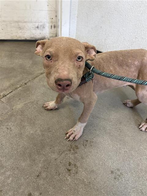 Shelter Stray Male Dog last seen Near BLOCK E HEDGES AVE, FRESNO CA 93703, 5277 E Airways Blvd, Fresno, CA 93727, USA