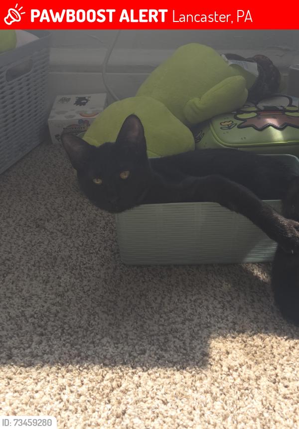 Lost Female Cat last seen Park city, Lancaster, PA 17601