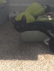 Lost Female Cat last seen Park city, Lancaster, PA 17601
