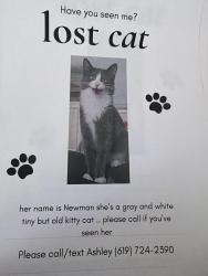Lost Female Cat last seen Wild acres, Vista, CA 92084