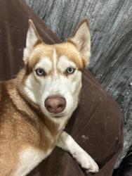 Lost Female Dog last seen Avon Avenue, Newark, NJ 07108