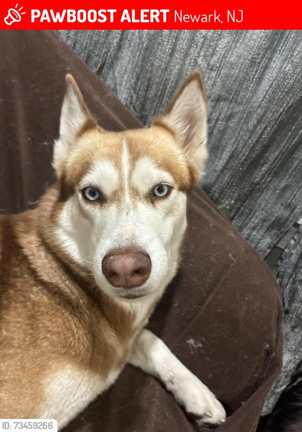 Lost Female Dog last seen Avon Avenue, Newark, NJ 07108