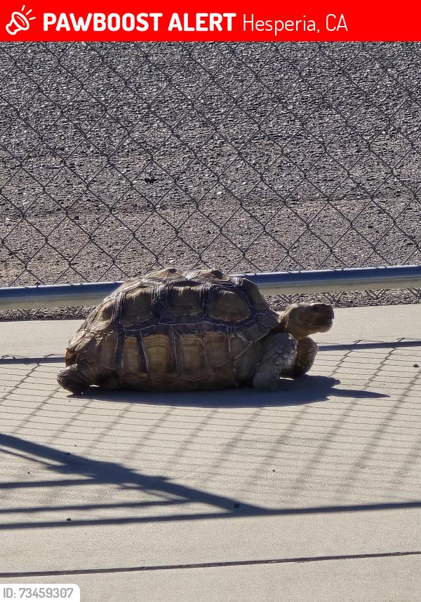 Lost Unknown Reptile last seen 4th st, Hesperia, CA 92345