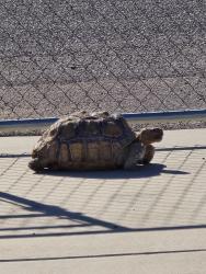Lost Unknown Reptile last seen 4th st, Hesperia, CA 92345