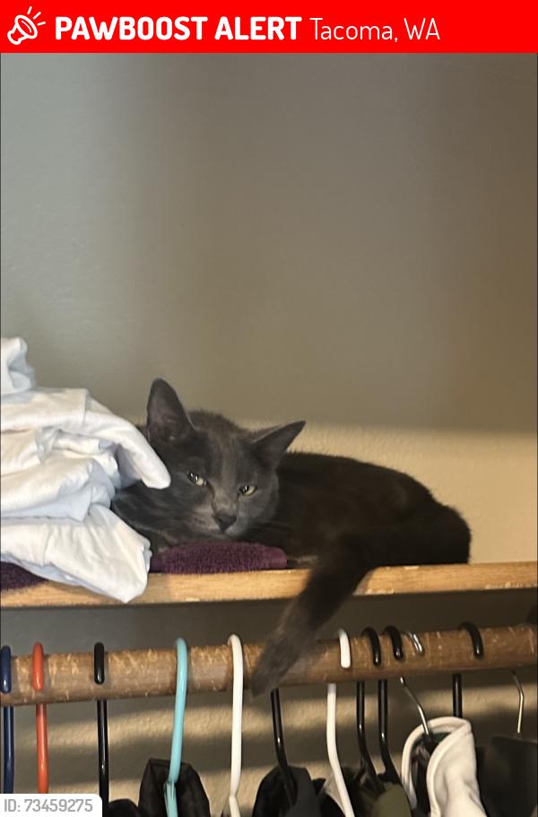 Lost Male Cat last seen Near 7-11, Tacoma, WA 98465