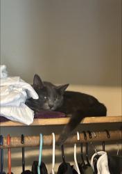 Lost Male Cat last seen Near 7-11, Tacoma, WA 98465
