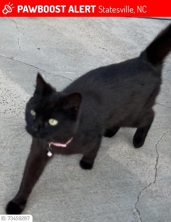 Lost Female Cat last seen She was at our hse and then she took off and we haven’t seen her. We are on cass st in statesville, Statesville, NC 28677