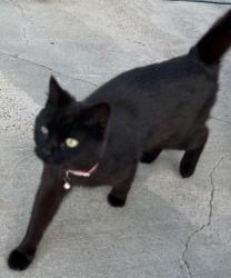 Lost Female Cat last seen She was at our hse and then she took off and we haven’t seen her. We are on cass st in statesville, Statesville, NC 28677