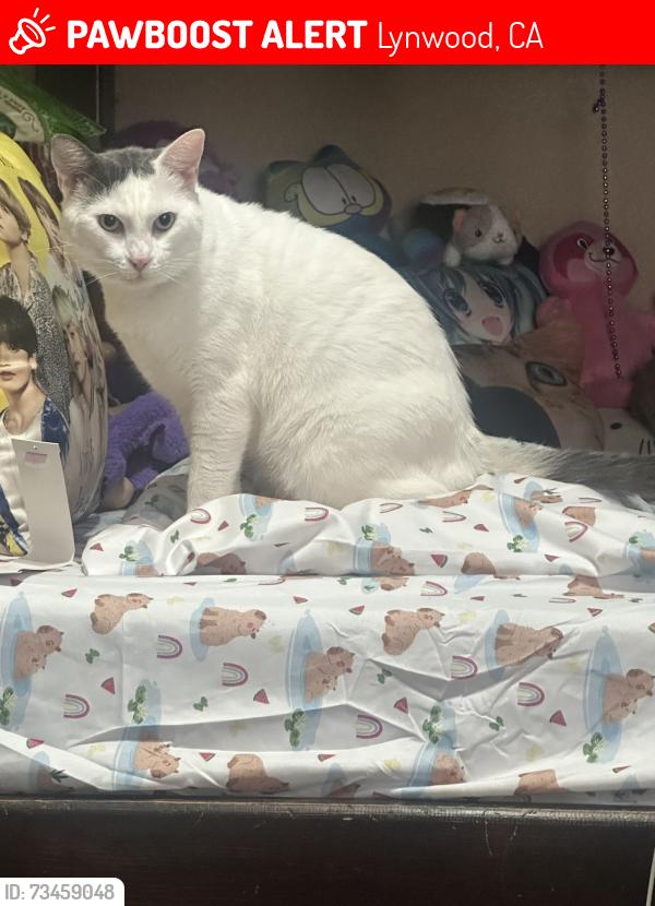 Lost Male Cat last seen Last seen by Josephine st., Lynwood, CA 90262