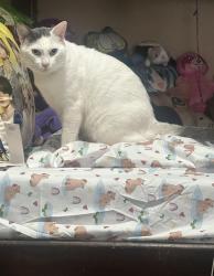 Lost Male Cat last seen Last seen by Josephine st., Lynwood, CA 90262