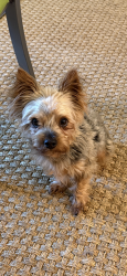Lost Male Dog last seen Near Polly Ave Naples, Naples, FL 34112