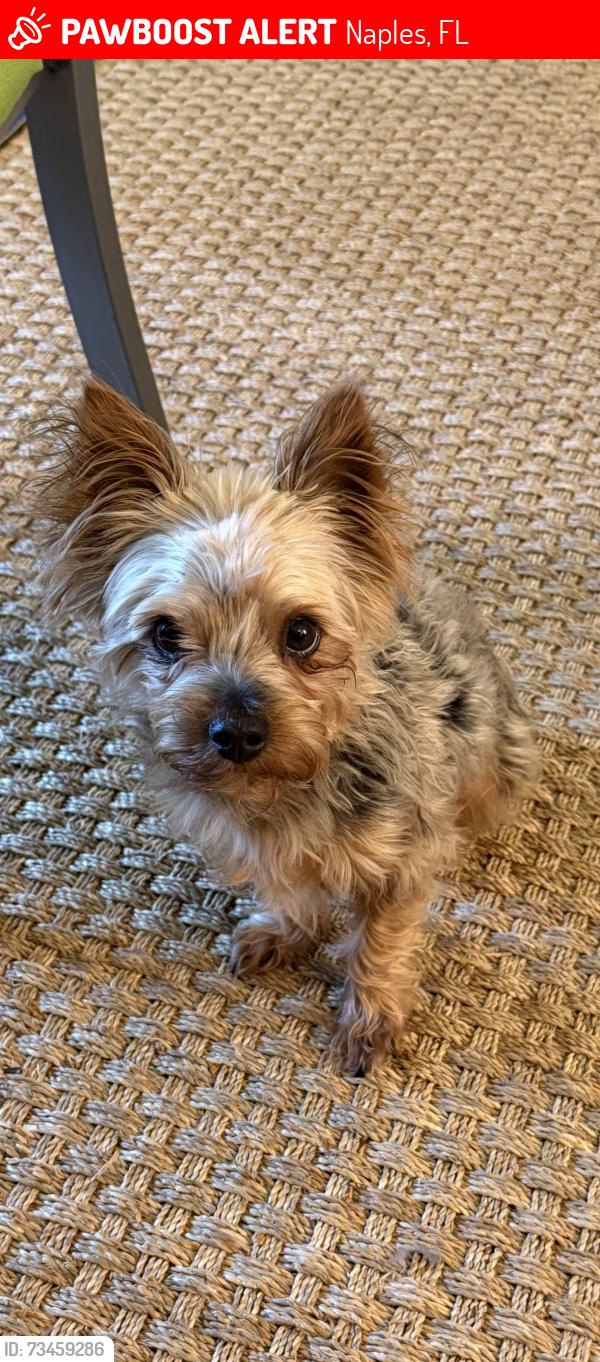 Lost Male Dog last seen Near Polly Ave Naples, Naples, FL 34112