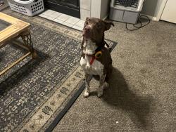 Lost Male Dog last seen Wilson rd and 75, Conroe, TX 77301
