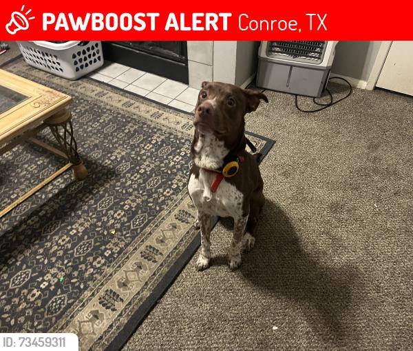 Lost Male Dog last seen Wilson rd and 75, Conroe, TX 77301