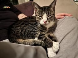 Found/Stray Female Cat last seen Prospect St x Whiting Ave, Torrington, CT 06790