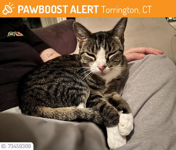Found/Stray Female Cat last seen Prospect St x Whiting Ave, Torrington, CT 06790