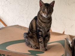 Found/Stray Female Cat last seen Nova Village Drive and University Drive, Davie, FL 33317