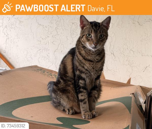 Found/Stray Female Cat last seen Nova Village Drive and University Drive, Davie, FL 33317