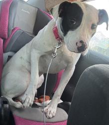 Reunited Female Dog last seen Deep Run Church Rd, Pink Hill, NC 28572