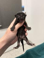 Shelter Stray Female Cat last seen Near Montgall Ave, 64128, MO, 7077 Elmwood Ave, Kansas City, MO 64132, USA