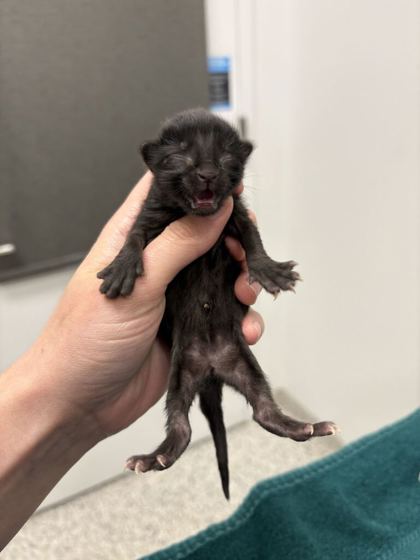 Shelter Stray Female Cat last seen Near Montgall Ave, 64128, MO, 7077 Elmwood Ave, Kansas City, MO 64132, USA