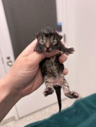 Shelter Stray Female Cat last seen Near Montgall Ave, 64128, MO, 7077 Elmwood Ave, Kansas City, MO 64132, USA