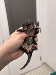 Shelter Stray Male Cat last seen Near Montgall Ave, 64128, MO, 7077 Elmwood Ave, Kansas City, MO 64132, USA