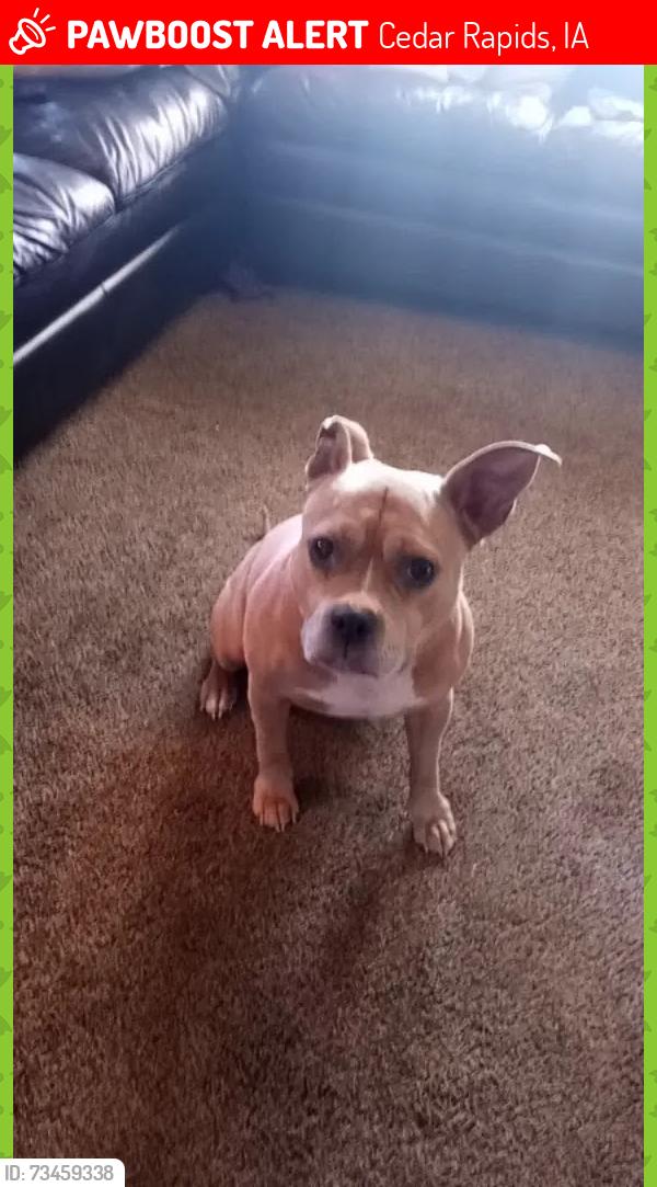 Lost Female Dog last seen The cherry hill neighborhood so midway dr nw, Cedar Rapids, IA 52405