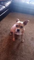 Lost Female Dog last seen The cherry hill neighborhood so midway dr nw, Cedar Rapids, IA 52405