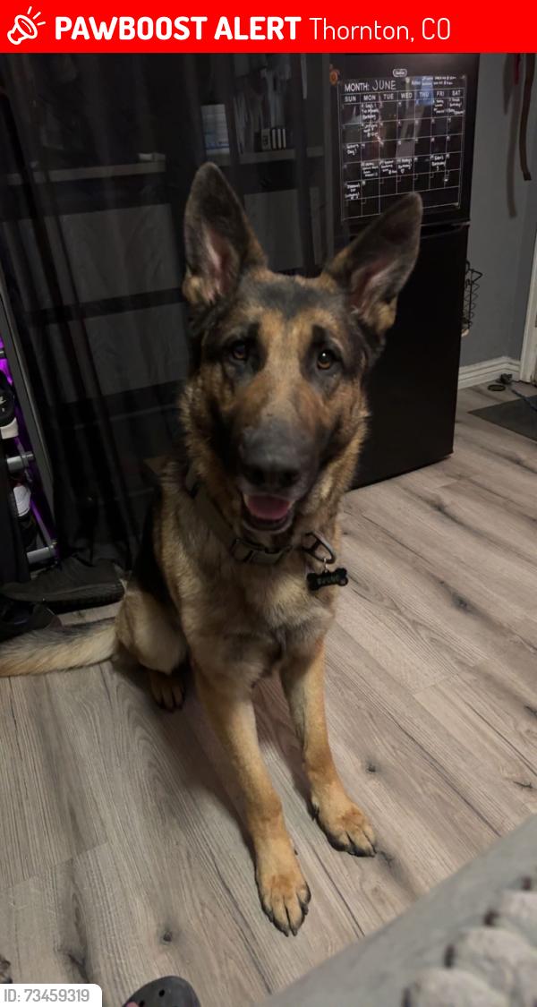 Lost Male Dog last seen Skyview Campus near 88th Ave, Thornton, CO 80229