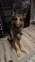Lost Male Dog last seen Skyview Campus near 88th Ave, Thornton, CO 80229