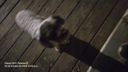 Found/Stray Unknown Dog last seen Calle, Cartersville, GA 30120