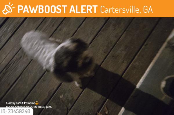 Found/Stray Unknown Dog last seen Calle, Cartersville, GA 30120