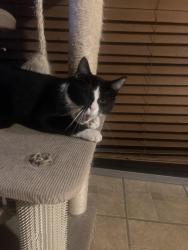 Reunited Male Cat last seen Valley parkway mobile home park, Escondido, CA 92027