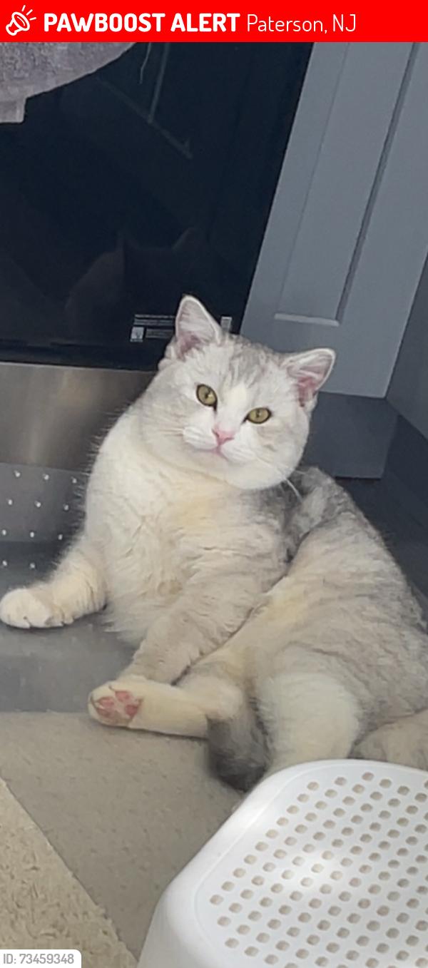 Lost Male Cat last seen Near Delaware Ave Paterson nj, Paterson, NJ 07503