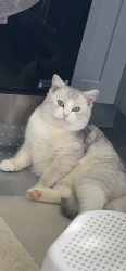 Lost Male Cat last seen Near Delaware Ave Paterson nj, Paterson, NJ 07503