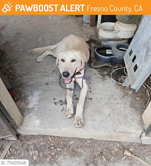 Found/Stray Male Dog last seen Watts Valley Rd and Pittman Hill Rd, Fresno County, CA 93619