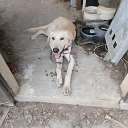 Found/Stray Male Dog last seen Watts Valley Rd and Pittman Hill Rd, Fresno County, CA 93619