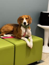 Reunited Female Dog last seen River Otter Ct, Chesterfield, VA 23838