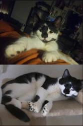 Lost Male Cat last seen Mount Pleasant and Patton Street, Monroeville, PA 15146
