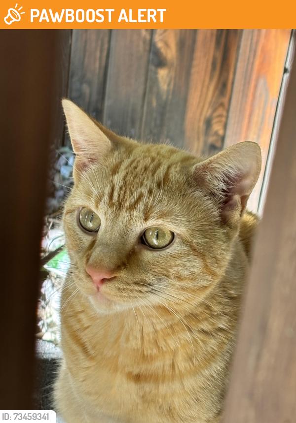 Found/Stray Male Cat last seen Horse Carriage, Colorado Springs, CO 80922